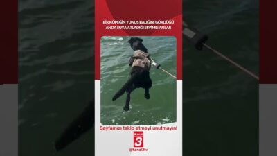 Bir köpeğin yunus balığını gördüğü anda suya atladığı sevimli anlar…