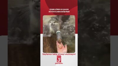 Yemek gören su samur bütün planını değiştirdi! 📶https://kanal3.com.tr/ Sosyal Medya