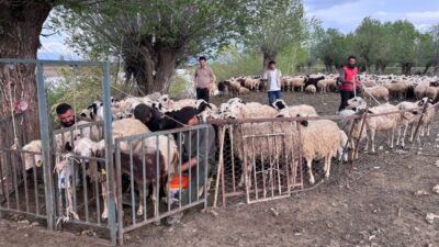  Erzincan’da hayvancılık sektöründe yaşanan çoban sorununa çözüm amacıyla Afganistan’dan getirilen