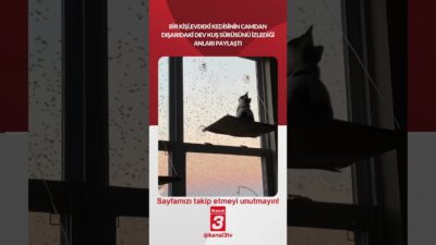 Bir kişi, evdeki kedisinin camdan dışarıdaki dev kuş sürüsünü izlediği