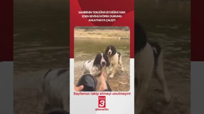 Sahibinin terliğini giydiğini fark eden sevimli köpek durumu anlatmaya çalıştı!