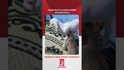 Küçük kuzuyla yavru kedinin oynadığı anlar… 📶https://kanal3.com.tr/ Sosyal Medya Hesaplarımızı