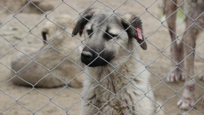 Kilis Valiliği ve Kilis Belediyesi işbirliğiyle kurulan Geçici Rehabilitasyon ve