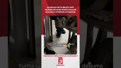 Yurtta birlikte vakit geçirdikleri hamile köpeği sancıları başlayınca veterinere götürdüler!