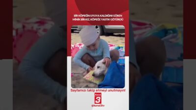 Bir köpeğin uyuya kaldığını gören minik bir kız, köpeğe yastık