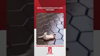 Bir kedi, balığı elinden alınınca sinir krizi geçirdi… 📶https://kanal3.com.tr/ Sosyal