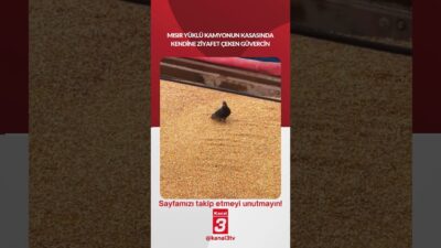 Mısır yüklü kamyonun kasasında kendine ziyafet çeken güvercin… 📶https://kanal3.com.tr/ Sosyal