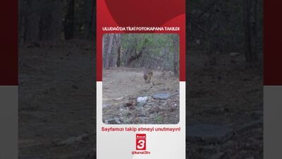 Uludağ’da tilki fotokapana takıldı… 📶https://kanal3.com.tr/ Sosyal Medya Hesaplarımızı Takip Ederek