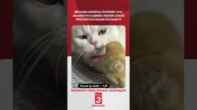 Bir kadın, kedisiyle civcivinin tatlı anlarını paylaşırken, kedinin öpücüğü izleyenleri