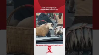 Balık almaya çalışan kediye araba engel oldu! 📶https://kanal3.com.tr/ Sosyal Medya