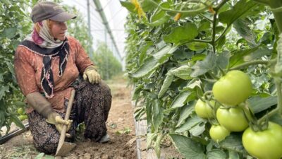 Örtü altı tarımda lider konumdaki Antalya, sebze üretiminde Türkiye'de ilk,