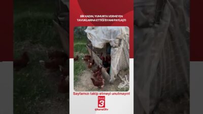 Bir kadın, yumurta vermeyen tavuklarına ettiği isyanı paylaştı! 📶https://kanal3.com.tr/ Sosyal