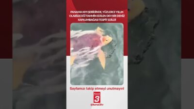 Panama kıyı şeridinde, yüzlerce yıllık olabileceği tahmin edilen deniz kaplumbağası