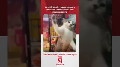 Bu kedi her gün yiyecek çalmaya geliyor ve durdurulduğunda karşılık