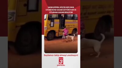 Sadık köpek, küçük kızı okul otobüsüne kadar götürüyor ve güvenli