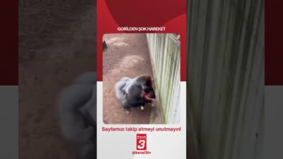 Gorilden şok hareket! 📶https://kanal3.com.tr/ Sosyal Medya Hesaplarımızı Takip Ederek Son