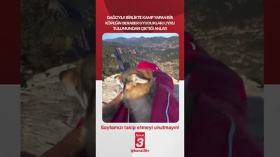 Dağcıyla birlikte kamp yapan bir köpeğin beraber uyudukları uyku tulumundan