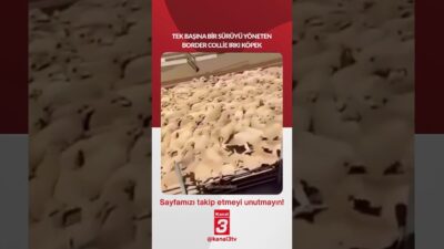 Tek başına bir sürüyü yöneten Border Collie ırkı köpek… 📶https://kanal3.com.tr/