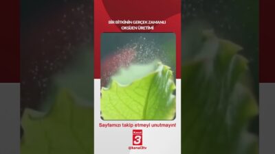 Bir bitkinin gerçek zamanlı oksijen üretimi… 📶https://kanal3.com.tr/ Sosyal Medya Hesaplarımızı