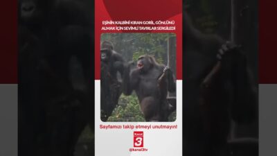 Eşinin kalbini kıran goril, gönlünü almak için sevimli tavırlar sergiledi…