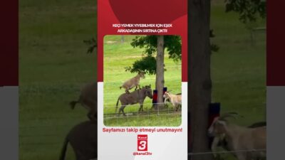 Keçi yemek yiyebilmek için eşek arkadaşının sırtına çıktı! 📶https://kanal3.com.tr/ Sosyal