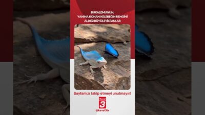 Bir bukalemunun, yanına konan kelebeğin rengini aldığı o büyüleyici anlar…
