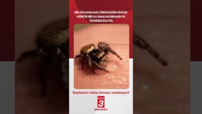 Bir zıplayan avcı örümceğin önüne minicik bir su damlası bırakın