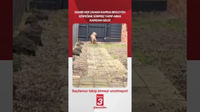 Sahibi her zaman kapıda bekleyen köpeğine sürpriz yapıp arka kapıdan