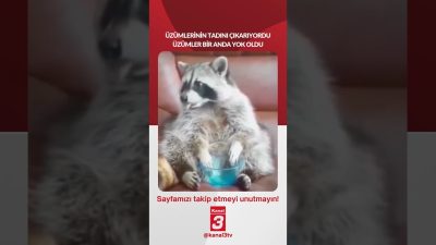 Üzümlerinin tadını çıkarıyordu… üzümler bir anda yok oldu! 📶https://kanal3.com.tr/ Sosyal