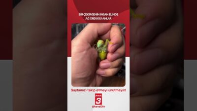 Bir çekirgenin insan elinde ağ ördüğü anlar… 📶https://kanal3.com.tr/ Sosyal Medya