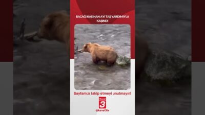 Bacağı kaşınan ayı taş yardımıyla kaşındı… 📶https://kanal3.com.tr/ Sosyal Medya Hesaplarımızı