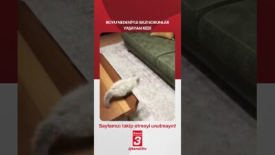 Boyu nedeniyle bazı sorunlar yaşayan kedi… 📶https://kanal3.com.tr/ Sosyal Medya Hesaplarımızı