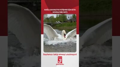 Kuğu, kahvaltıya yetişmek için suya hevesle iniş yaptı… 📶https://kanal3.com.tr/ Sosyal