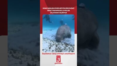 Deniz inekleri günün büyük bölümünü deniz tabanındaki çayırları otlayarak geçiriyor!