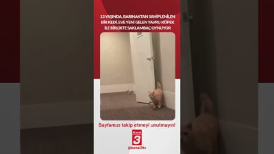 Barınaktan sahiplenilen bir kedi, eve yeni gelen yavru köpek ile