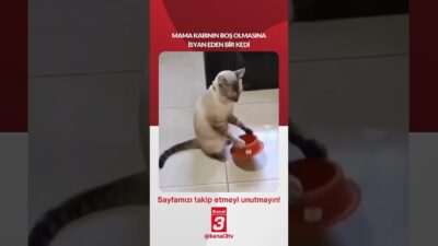 Mama kabının boş olmasına isyan eden bir kedi… 📶https://kanal3.com.tr/ Sosyal