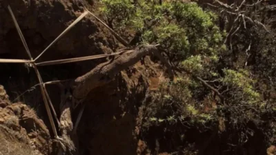 Şili'ye bağlı Robinson Crusoe Adası'nda bulunan ve dünyada yalnızca bir