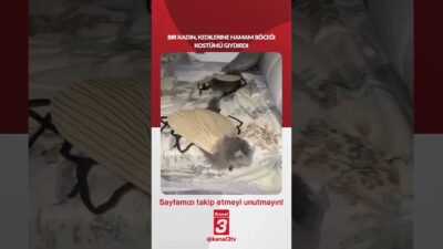Bir kadın, kedilerine hamam böceği kostümü giydirdi! 📶https://kanal3.com.tr/ Sosyal Medya