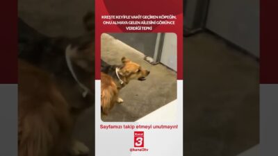 Kreşte keyifle vakit geçiren köpeğin, onu almaya gelen ailesini görünce
