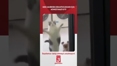 Kedi, sahibinin dikkatini çekmek için köpeği taklit etti… 📶https://kanal3.com.tr/ Sosyal