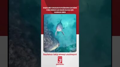 Başka bir yunusun fotoğrafını çektiğini fark edince ilgi odağı olmak
