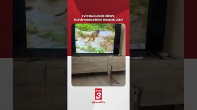 Evde bakılan bir “Mirket”, televizyonda “Mirket” belgeseli izledi… 📶https://kanal3.com.tr/ Sosyal