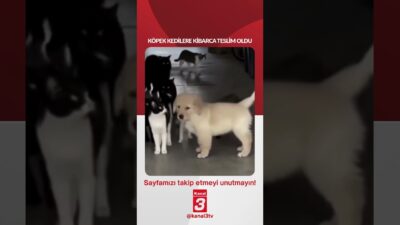 Köpek kedilere kibarca teslim oldu… 📶https://kanal3.com.tr/ Sosyal Medya Hesaplarımızı Takip