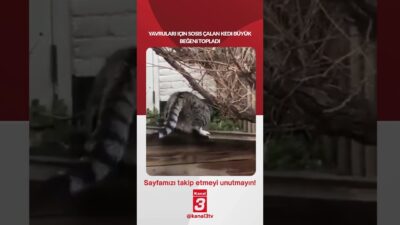 Yavruları için sosis çalan kedi büyük beğeni topladı… 📶https://kanal3.com.tr/ Sosyal