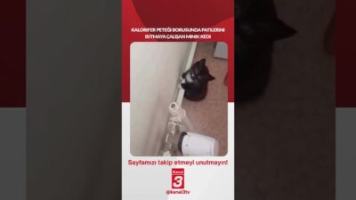 Kalorifer peteği borusunda patilerini ısıtmaya çalışan minik kedi… 📶https://kanal3.com.tr/ Sosyal