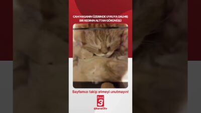 Cam masanın üzerinde uykuya dalmış bir kedinin alttan görünüşü… 📶https://kanal3.com.tr/