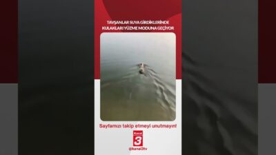 Tavşanlar suya girdiklerinde kulakları yüzme moduna geçiyor… 📶https://kanal3.com.tr/ Sosyal Medya