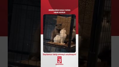 Birbirlerine masaj yapan minik kediler… 📶https://kanal3.com.tr/ Sosyal Medya Hesaplarımızı Takip