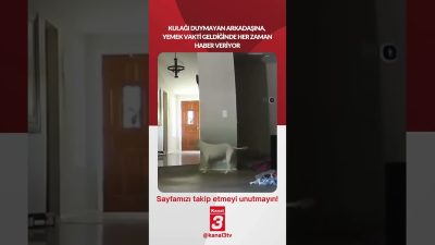 Kulağı duymayan arkadaşına, yemek vakti geldiğinde her zaman haber veriyor…