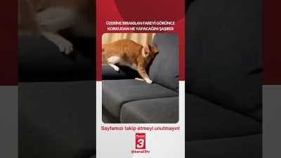 Üzerine bırakılan fareyi görünce korkudan ne yapacağını şaşırdı… 📶https://kanal3.com.tr/ Sosyal